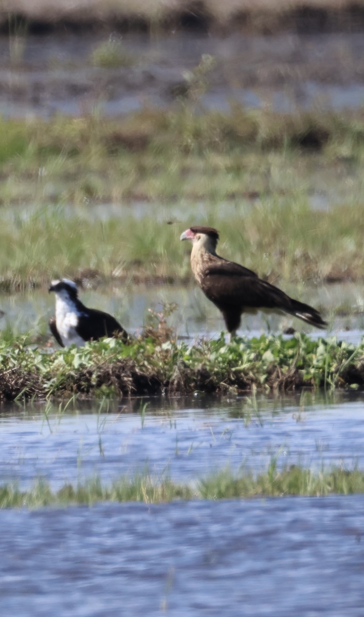 Crested Caracara - ML646520740