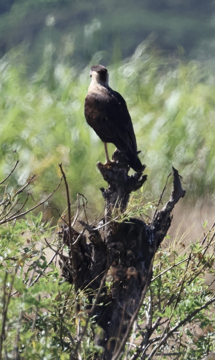 Crested Caracara - ML646520741