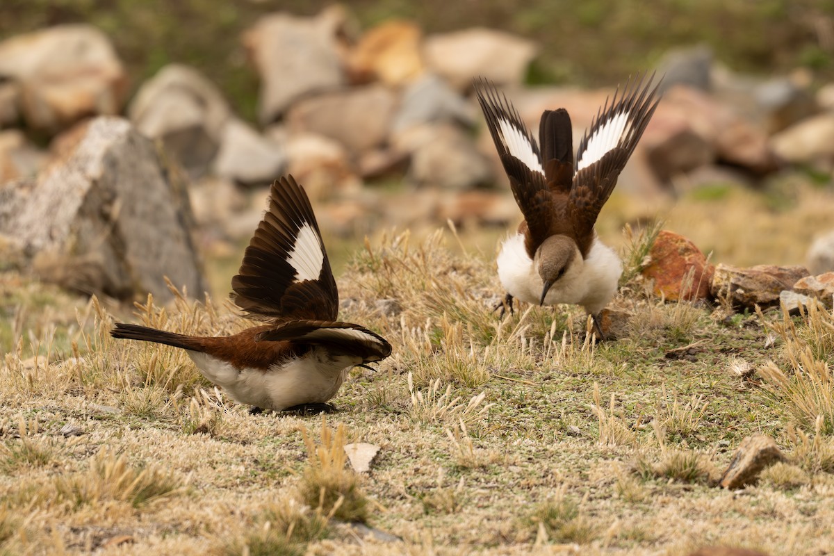 Weißbauch-Uferwipper - ML646520742