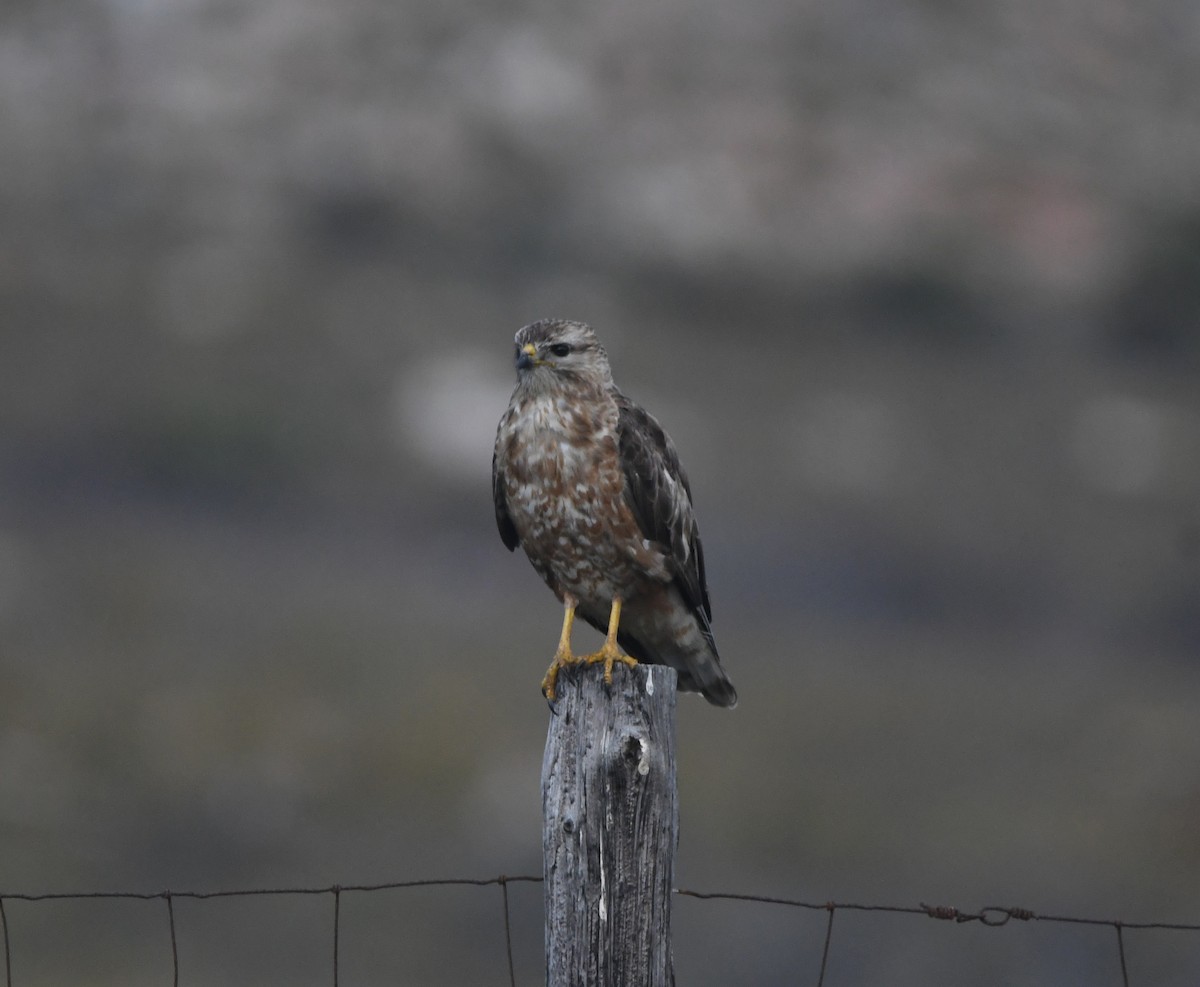 歐亞鵟(vulpinus/menetriesi) - ML646520745