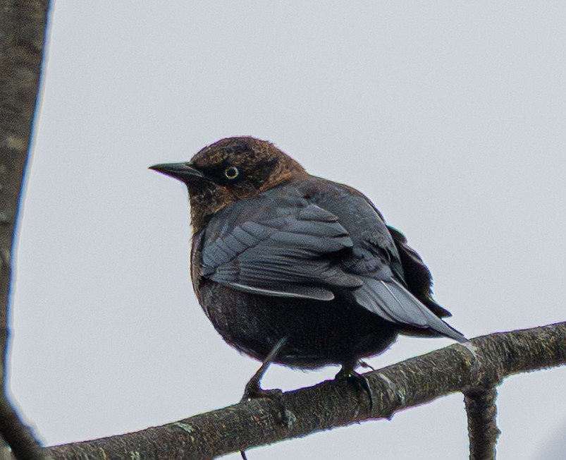 Pas Rengi Karatavuk - ML646520747