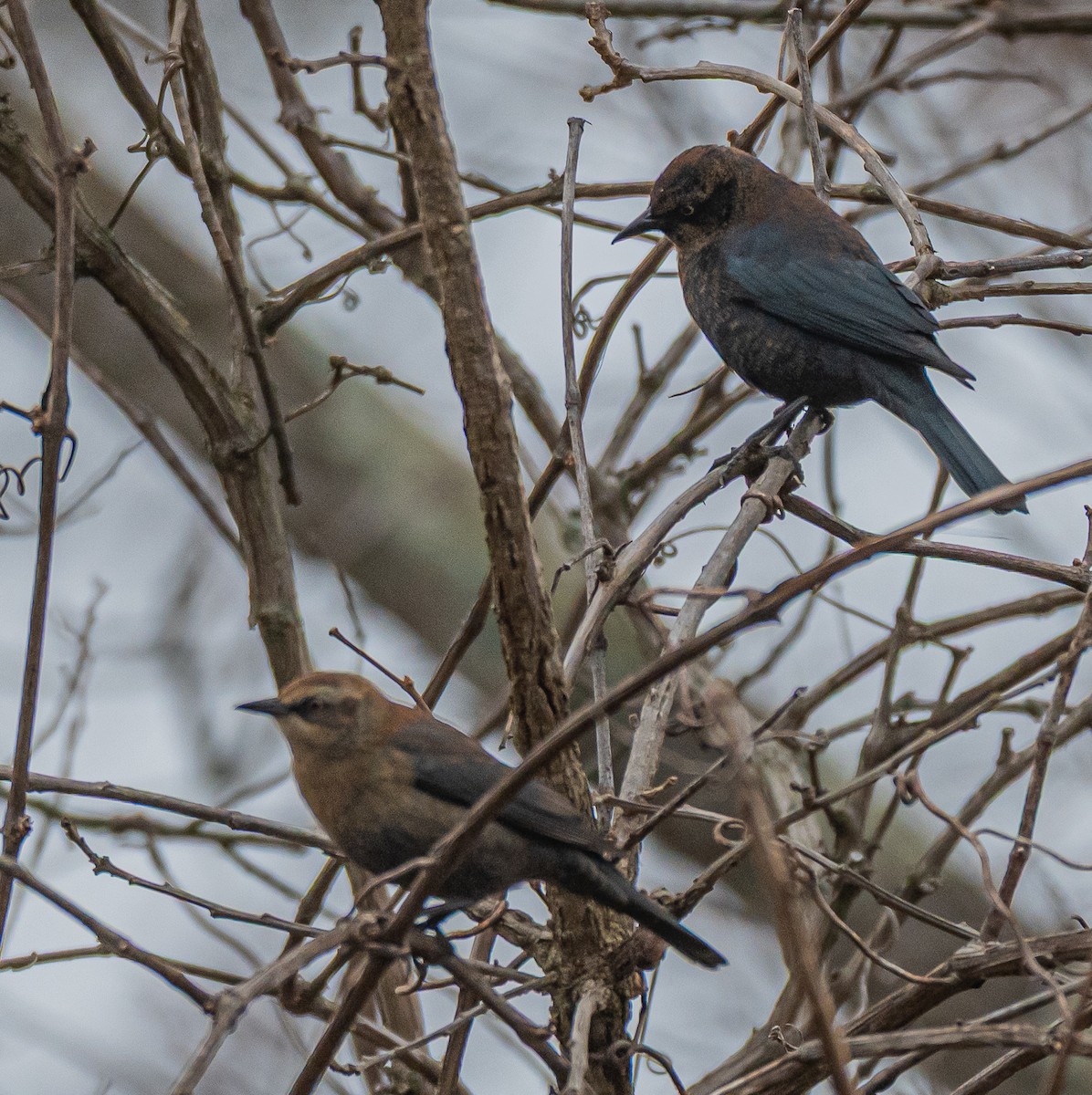 Pas Rengi Karatavuk - ML646520748