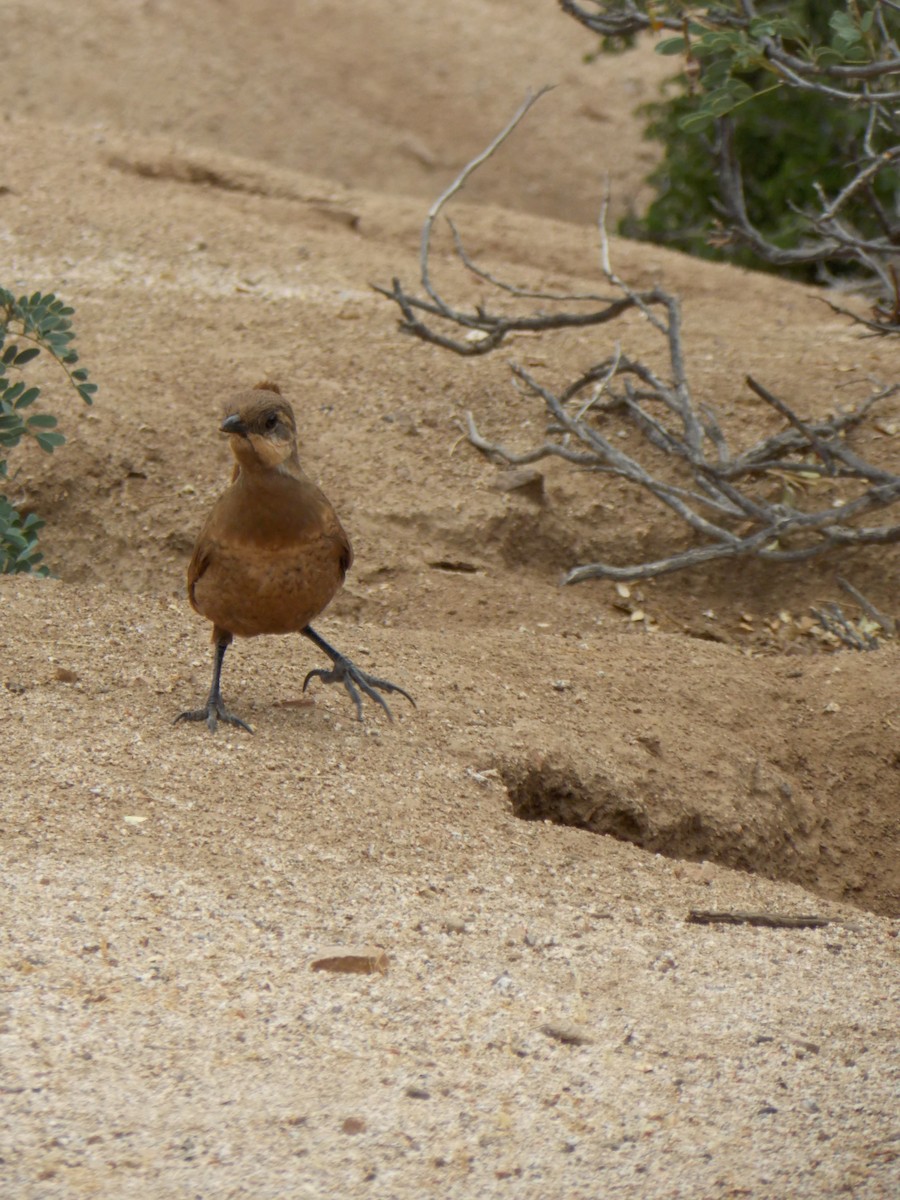 Moustached Turca - ML646520749