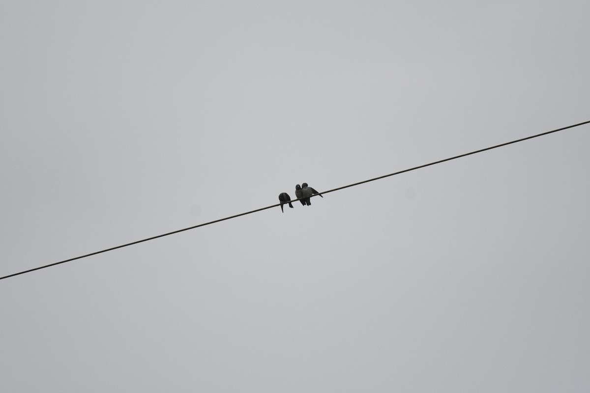 Ashy Woodswallow - ML646520751