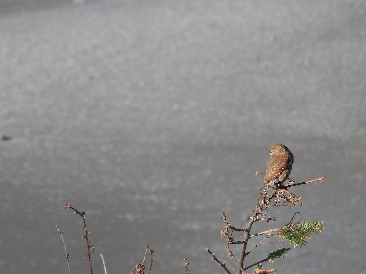 Northern Pygmy-Owl - ML646520752