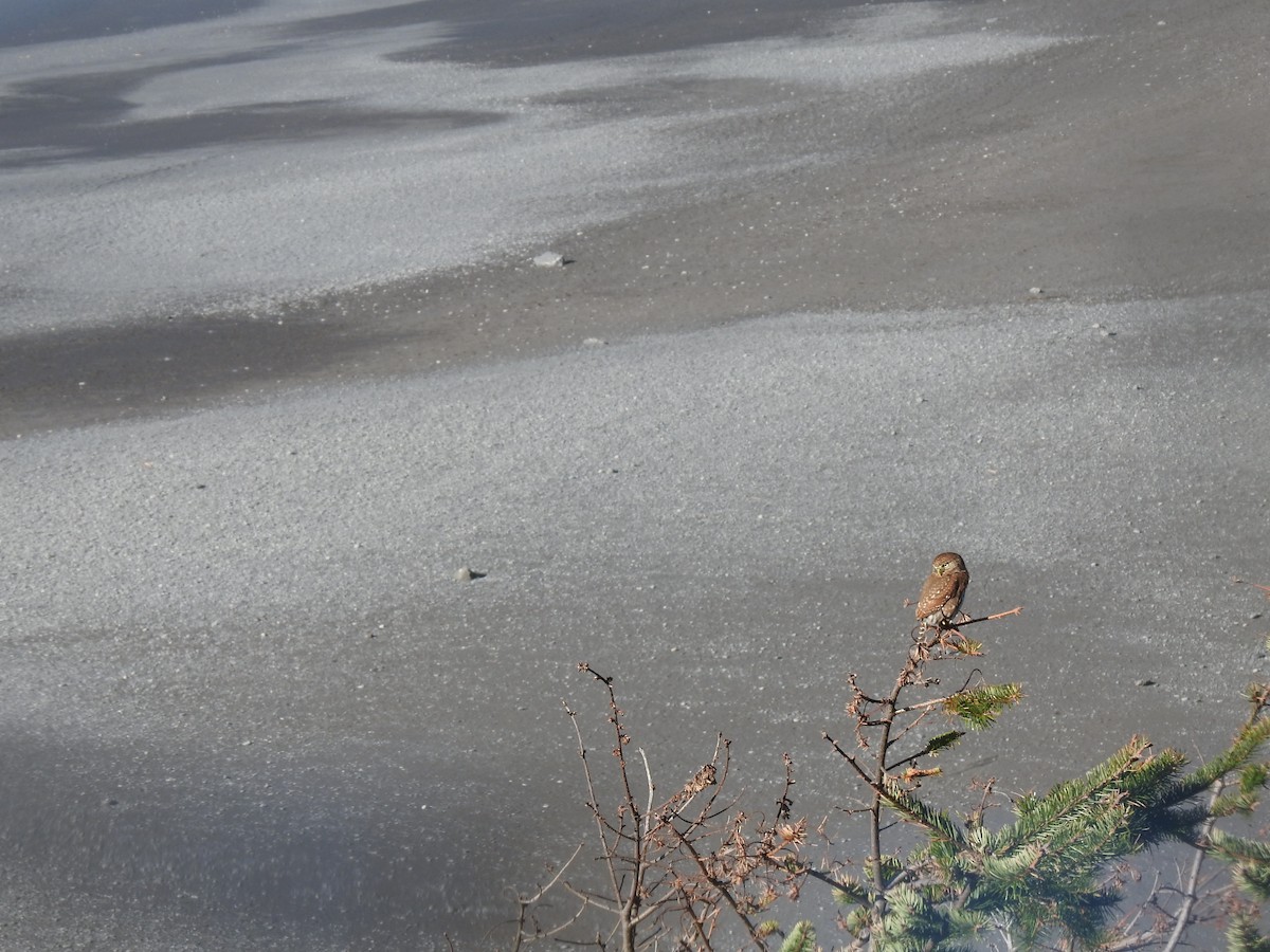 Northern Pygmy-Owl - ML646520753