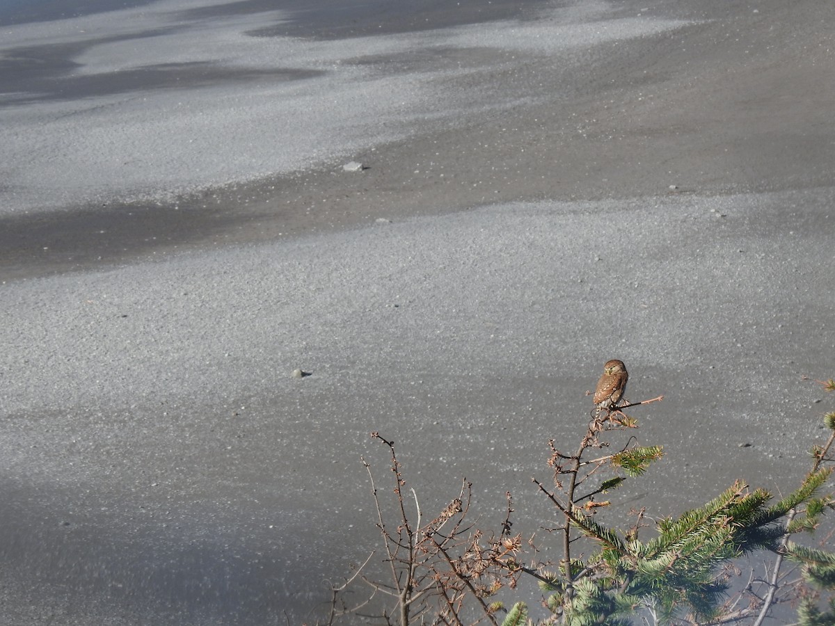 Northern Pygmy-Owl - ML646520754