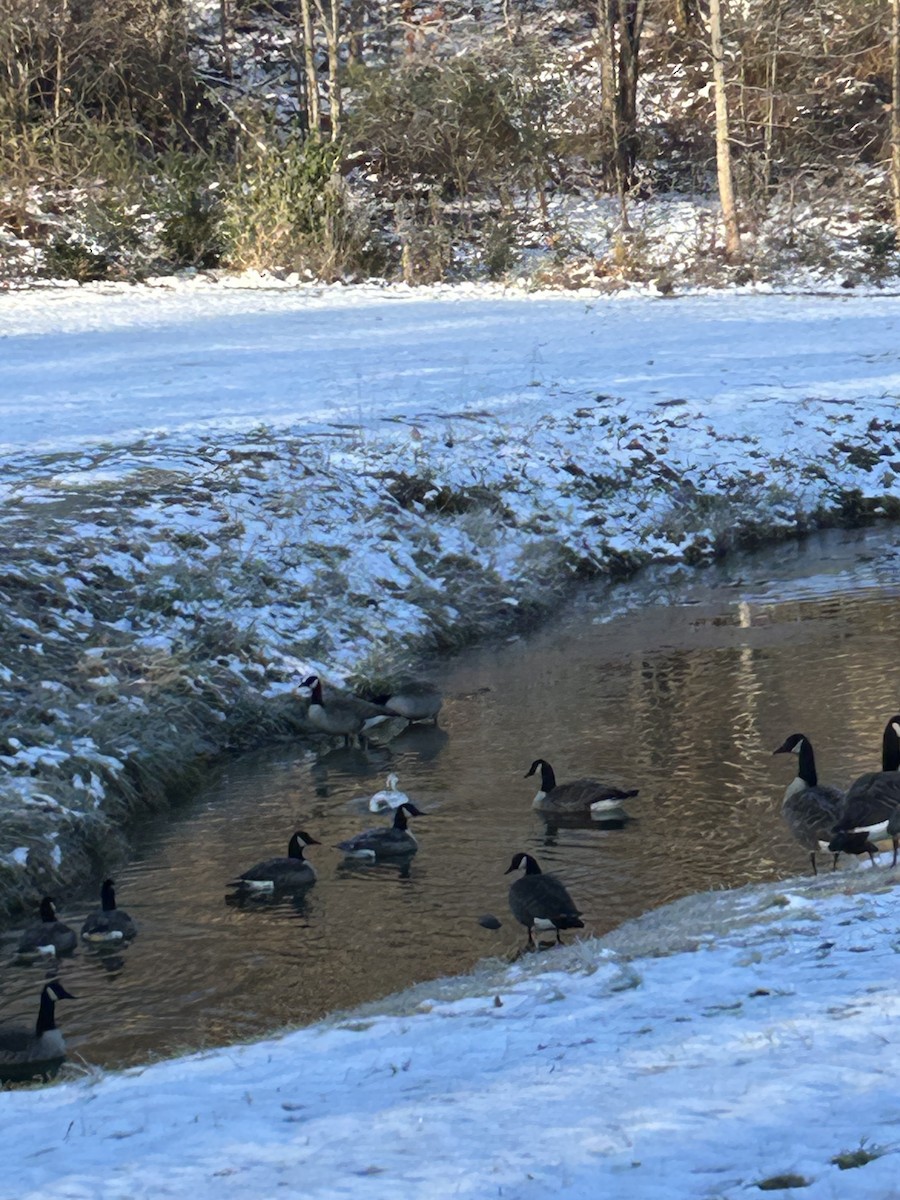 Canada Goose - ML646520755