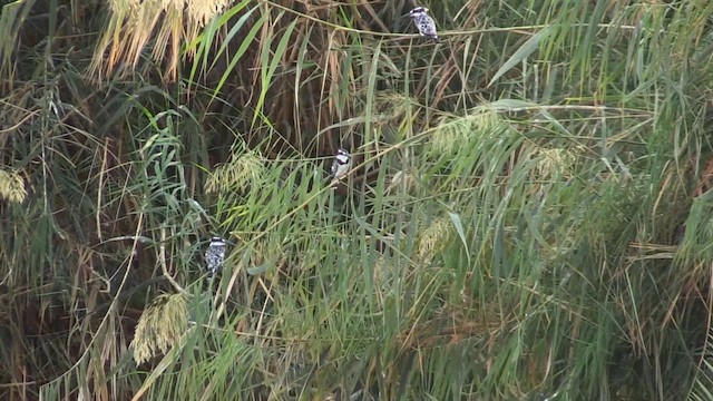 Pied Kingfisher - ML646520757