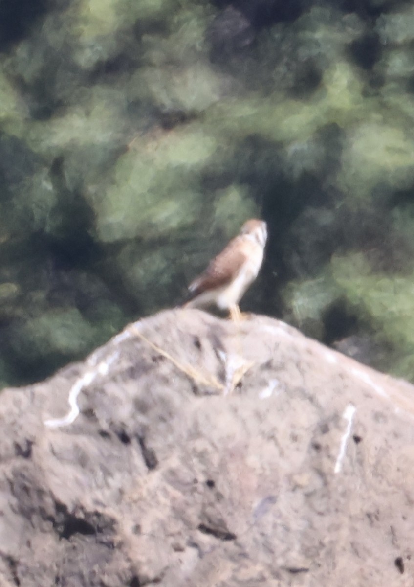 Belatz amerikarra - ML646520760