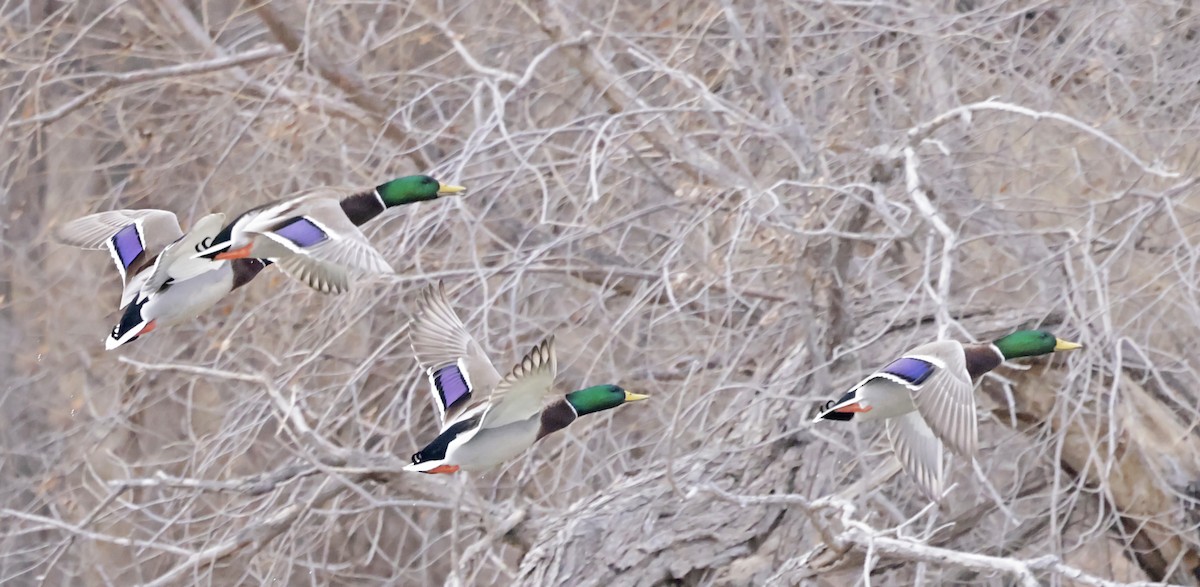 Mallard - ML646520761