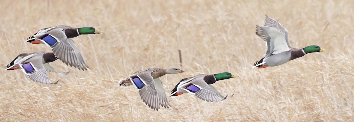 Mallard - ML646520764