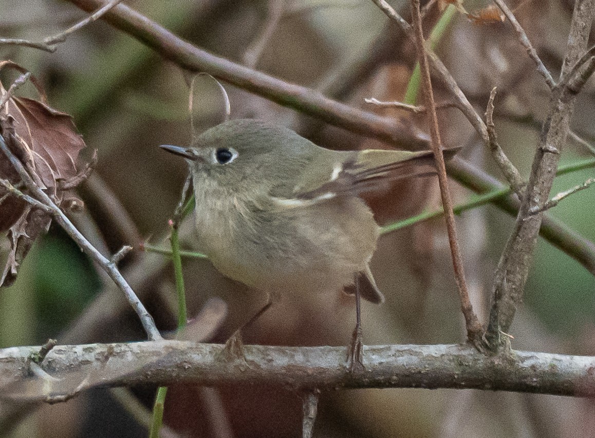 Ruby-crowned Kinglet - ML646520767