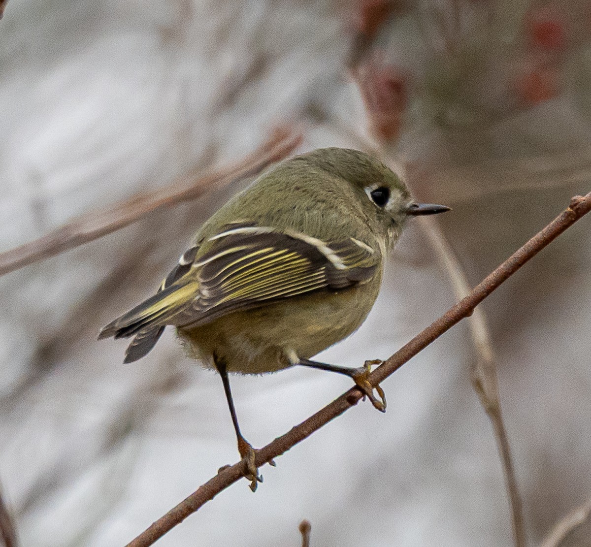 Ruby-crowned Kinglet - ML646520768