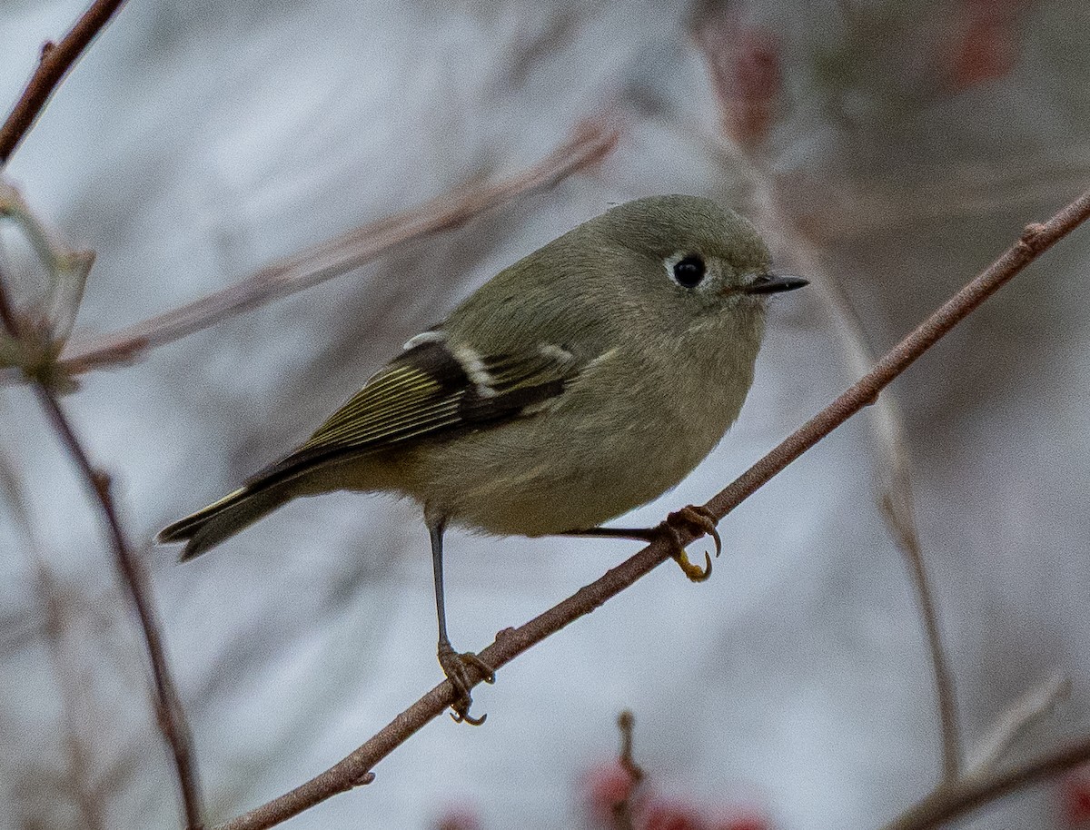 Ruby-crowned Kinglet - ML646520769