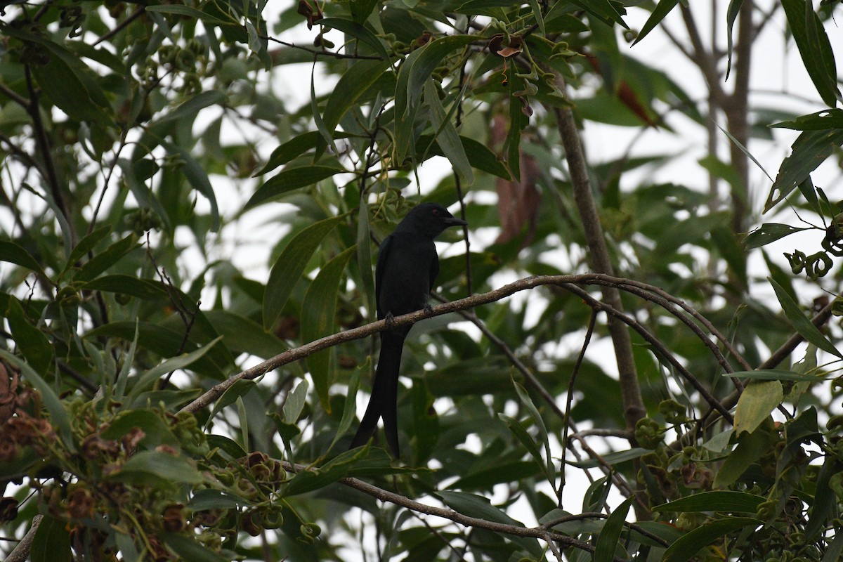 Ashy Drongo - ML646520770