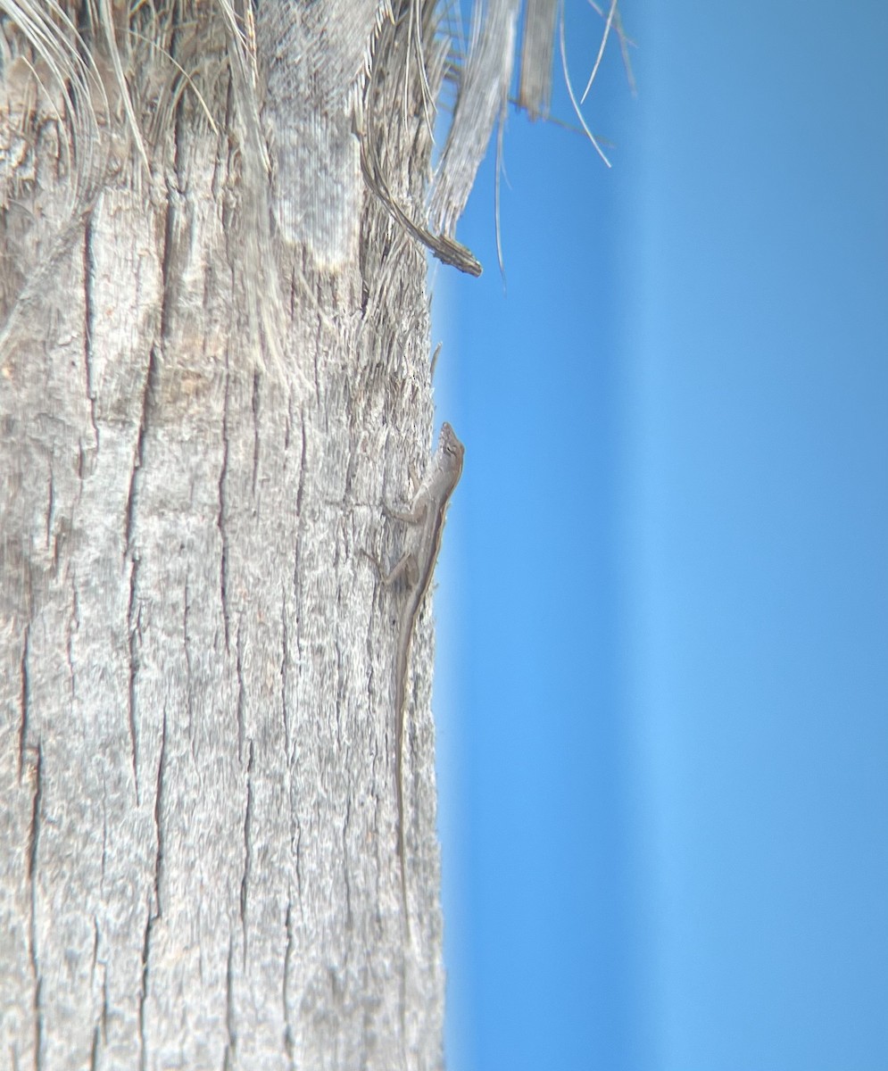 Brown Anole - ML646520771