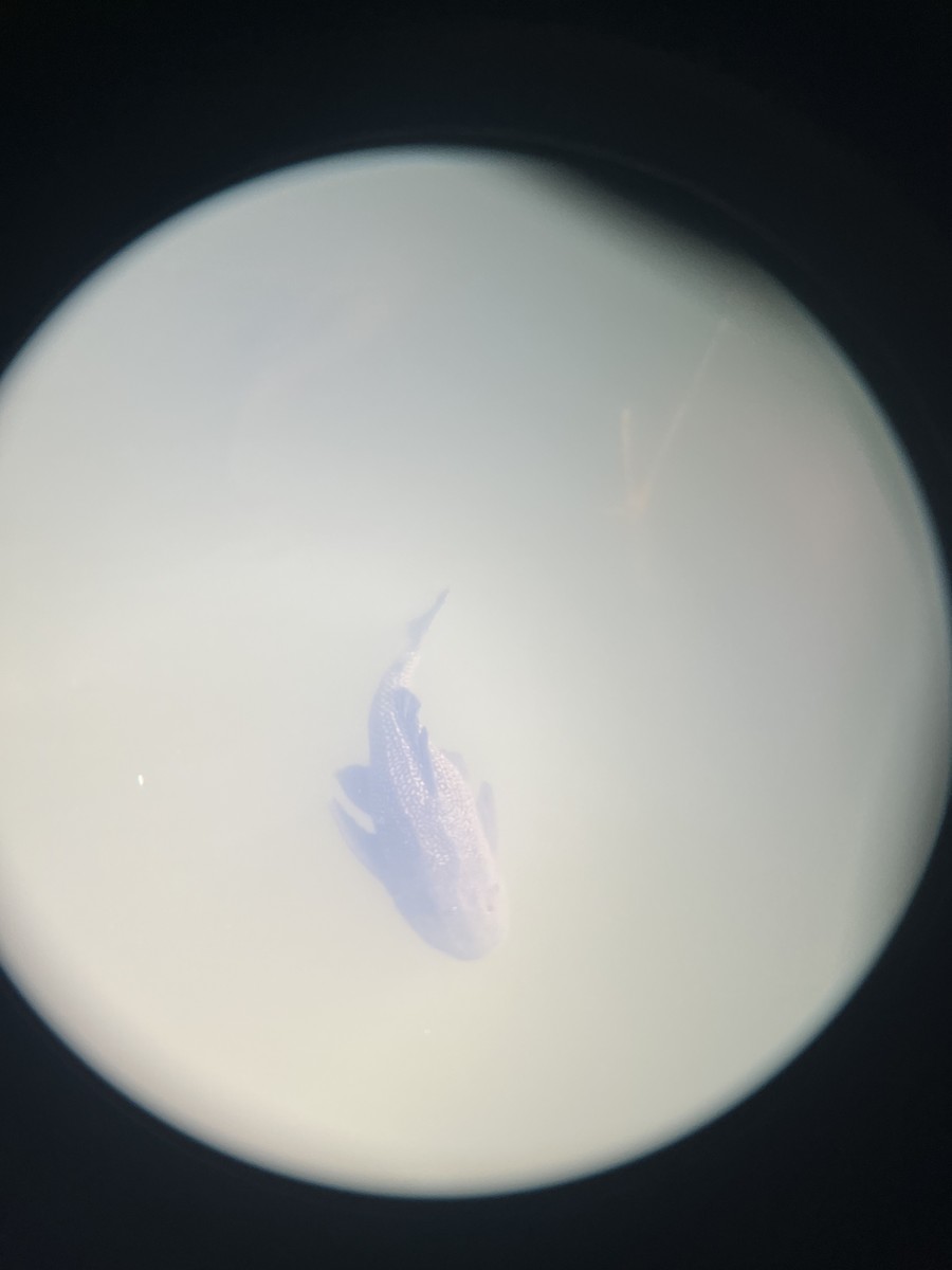 Sailfin Catfishes - ML646520772