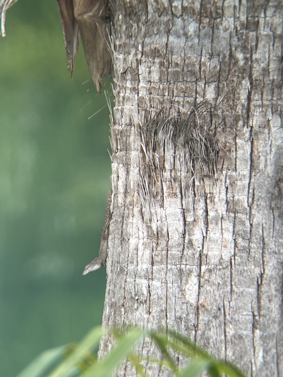 Brown Anole - ML646520773