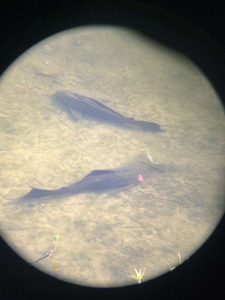 Sailfin Catfishes - ML646520774