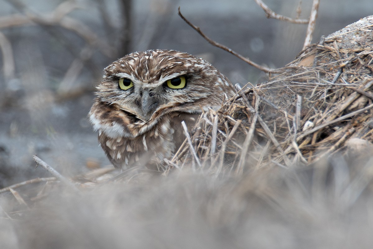 Kaninchenkauz - ML646520775