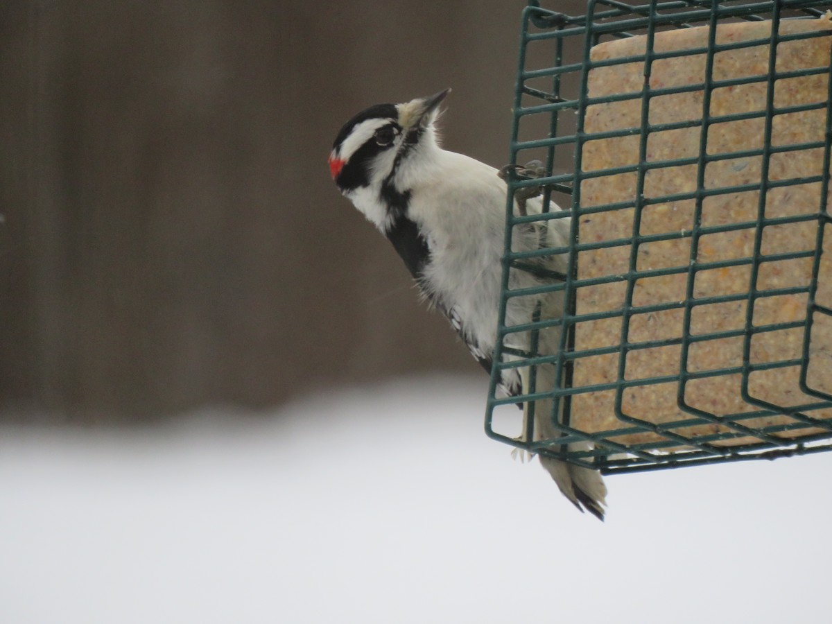 Dunenspecht - ML646520776