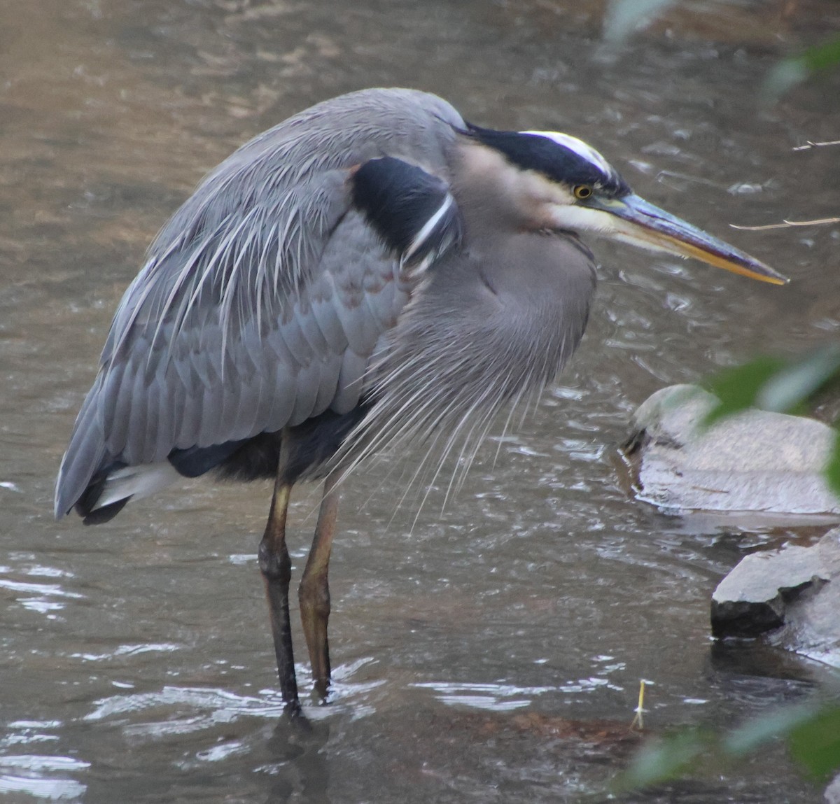 Great Blue Heron - ML646520784