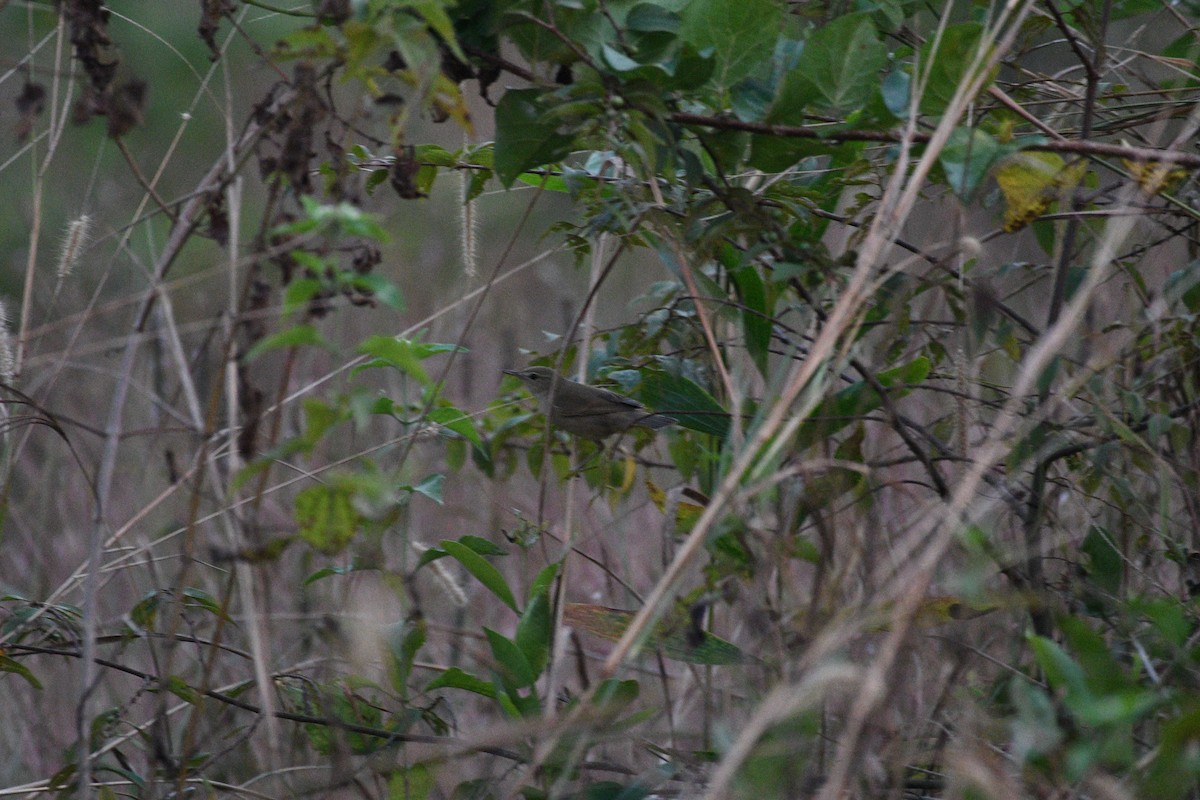 Blyth's Reed Warbler - ML646520786