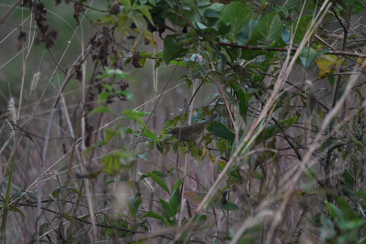 Blyth's Reed Warbler - ML646520787