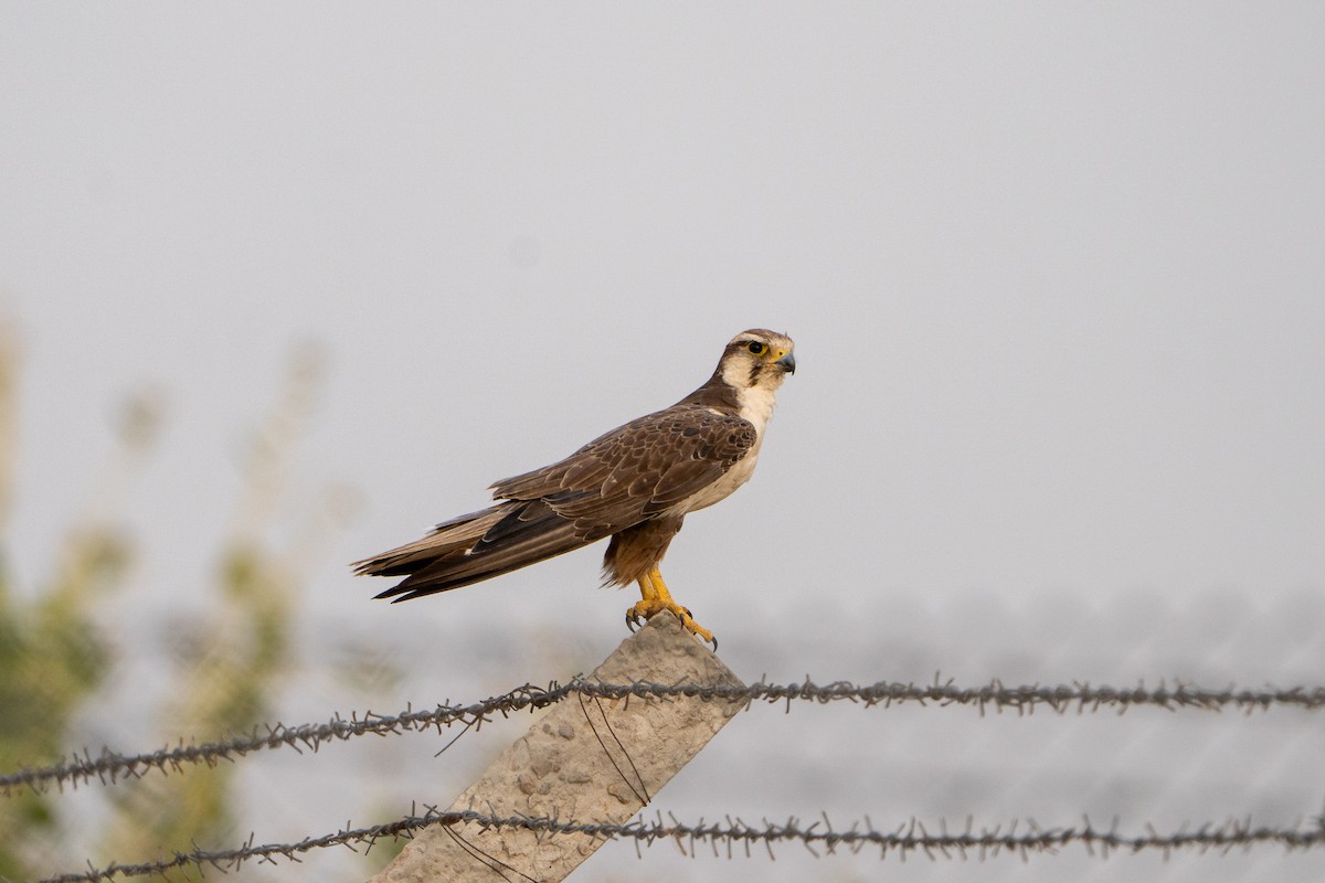 ラガーハヤブサ - ML646520790