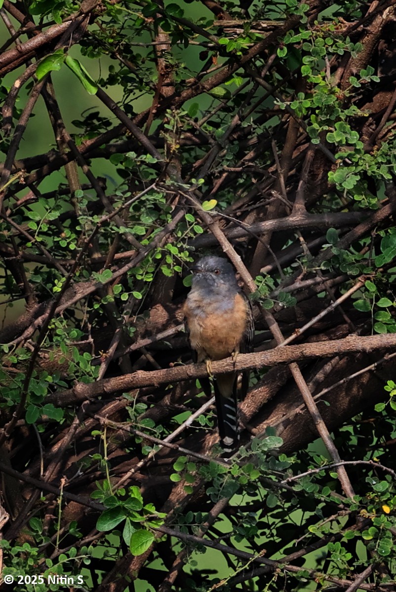 Cuco Plañidero - ML646520796