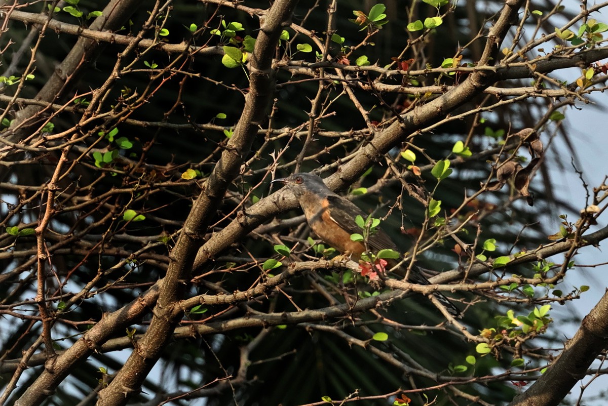 Cuco Plañidero - ML646520797