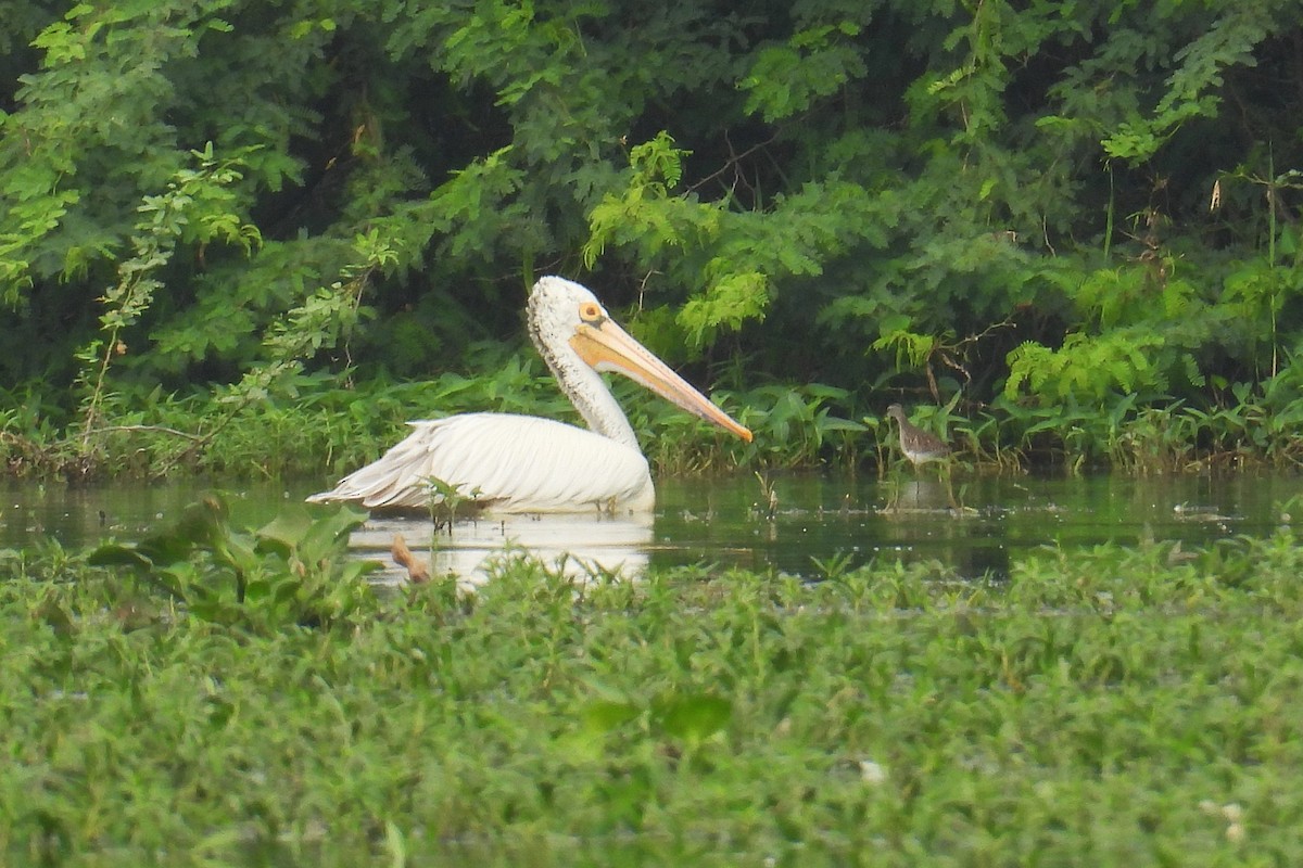 flekknebbpelikan - ML646520817