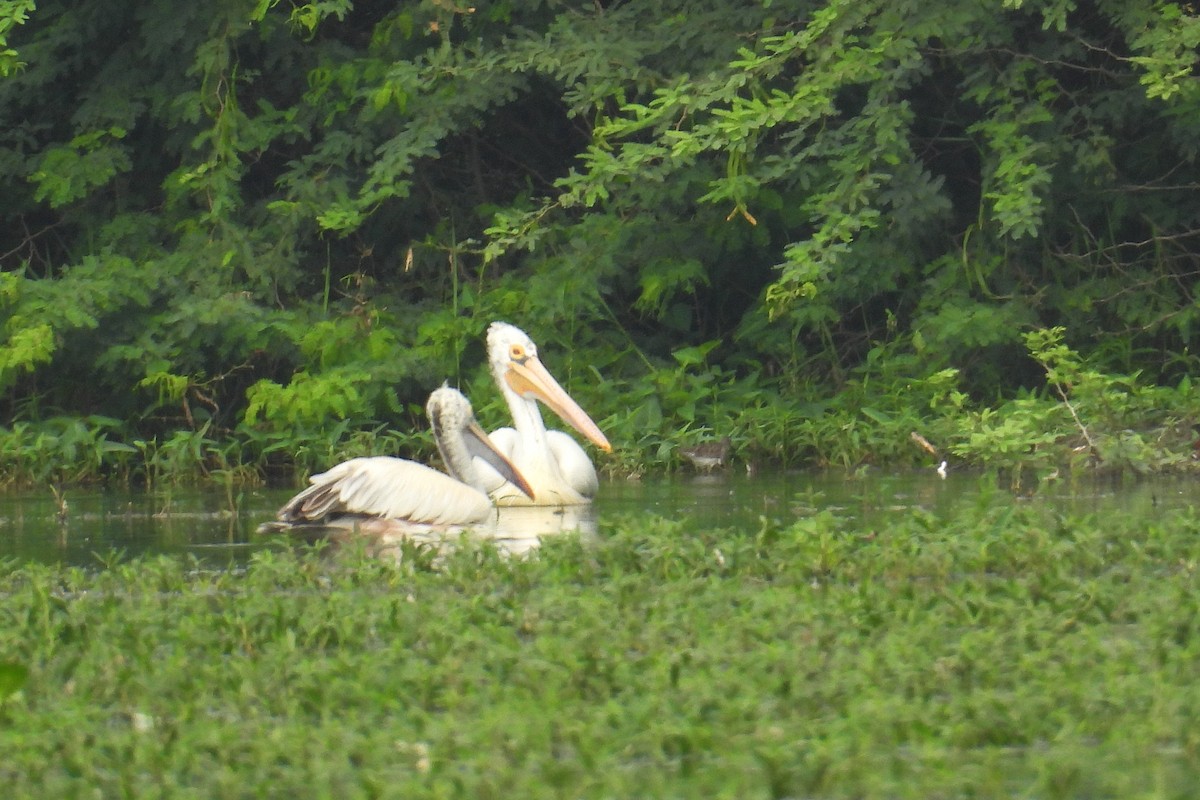 flekknebbpelikan - ML646520818