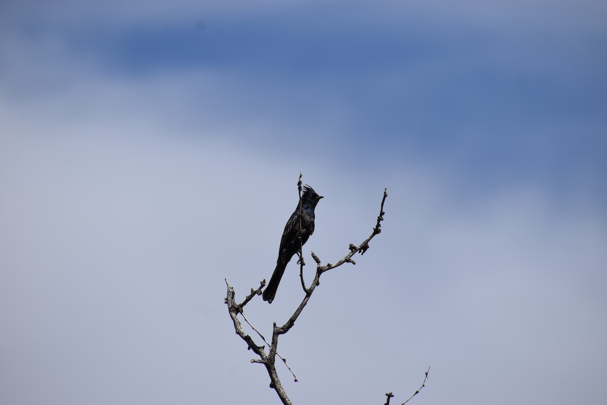 Phainopepla - ML646520821