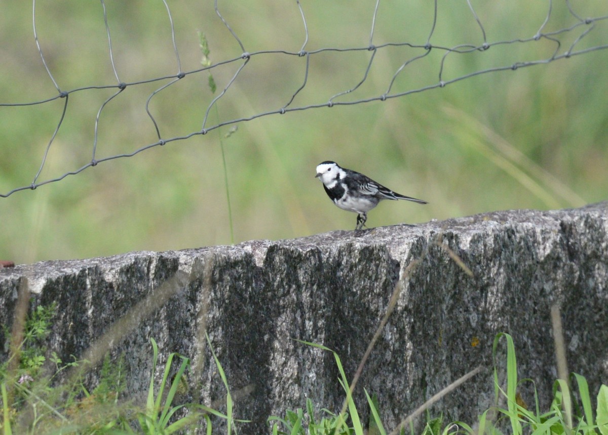 Ballerina nera - ML646520823