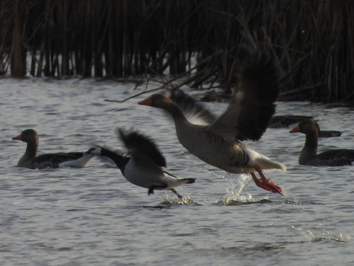 berneška bělolící - ML646520824