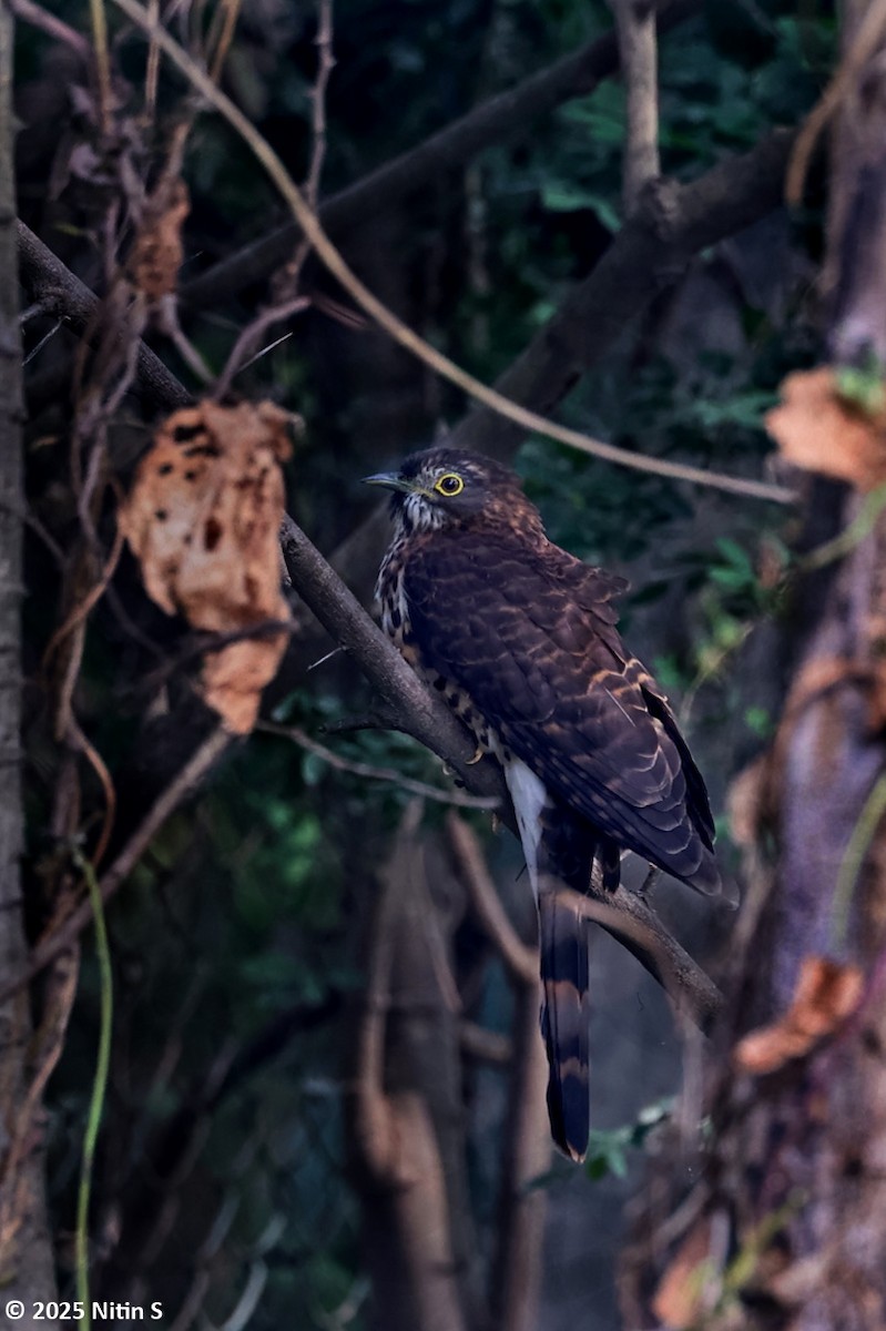 Large Hawk-Cuckoo - ML646520825