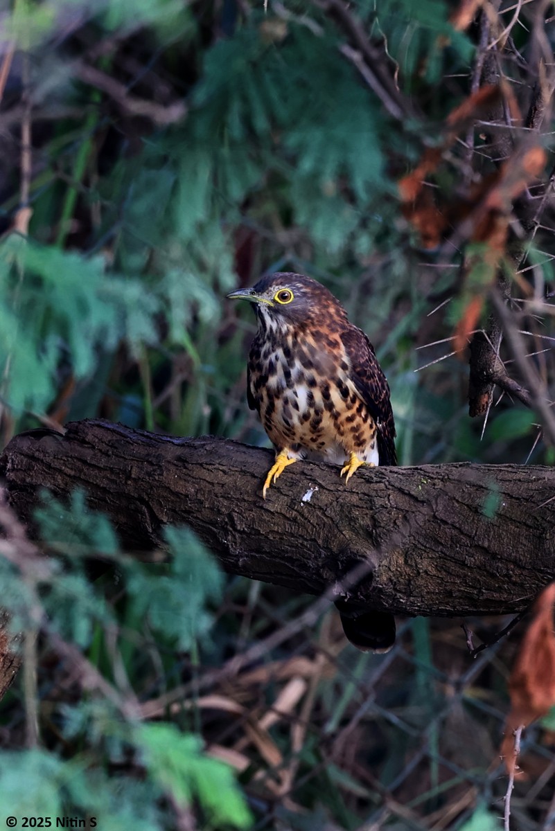 Large Hawk-Cuckoo - ML646520826