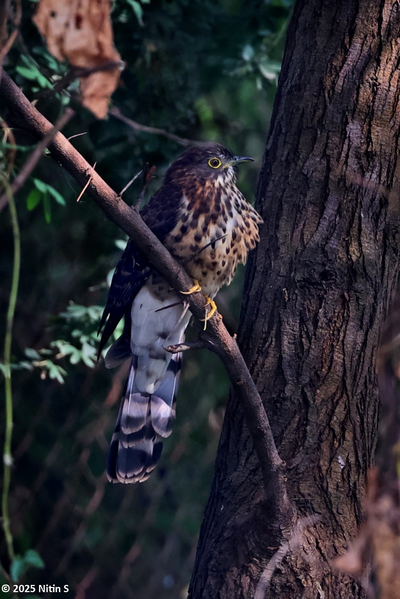Large Hawk-Cuckoo - ML646520827