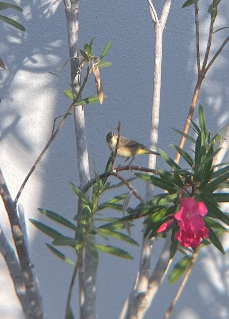 Palm Warbler - ML646520828