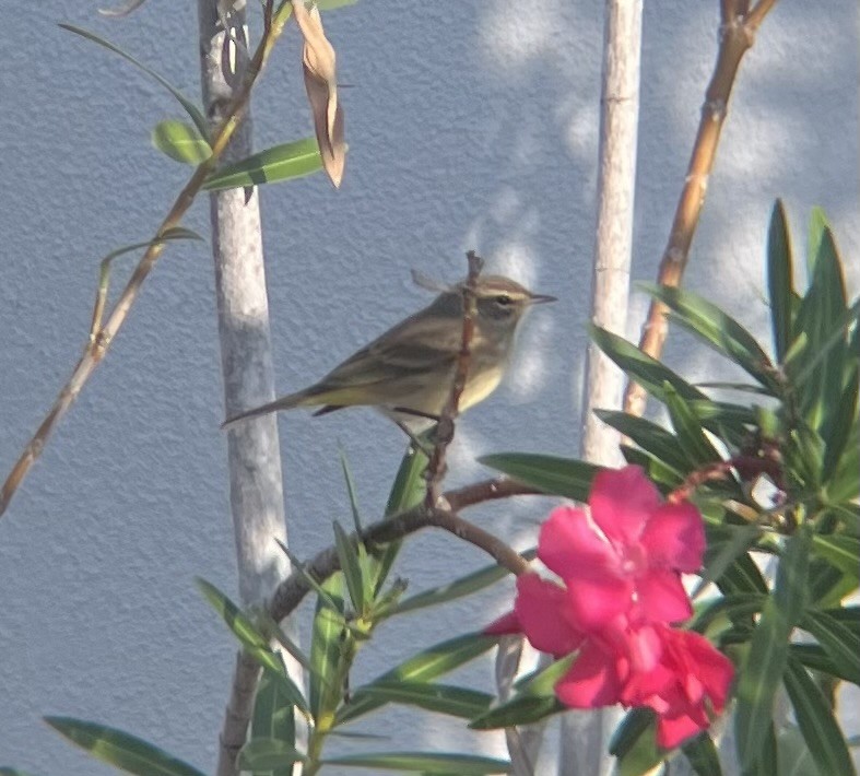 Palm Warbler - ML646520829