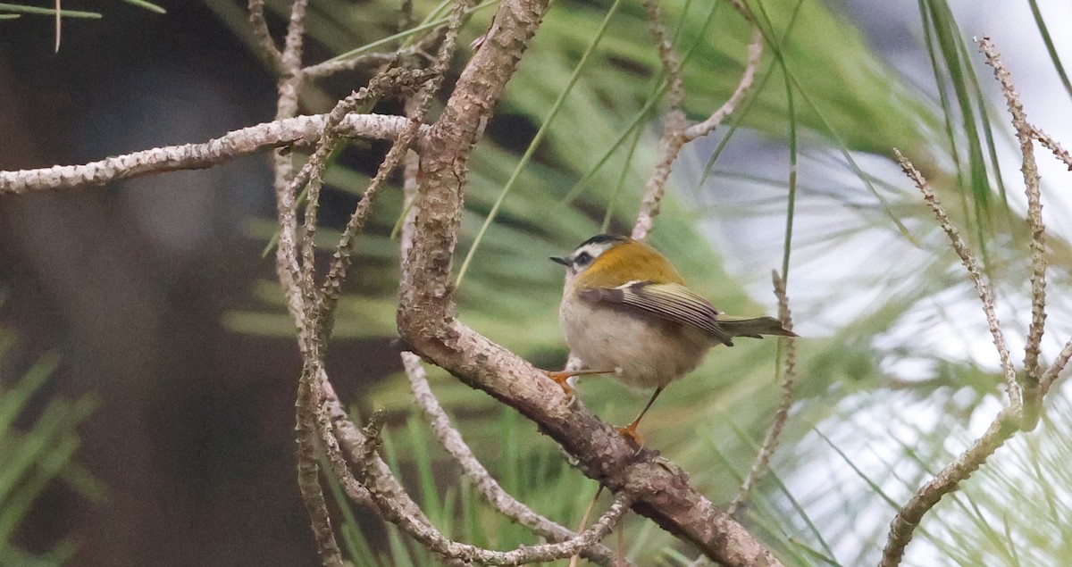 Common Firecrest - ML646520830