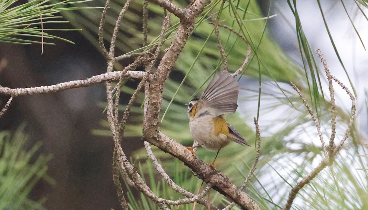 Common Firecrest - ML646520831