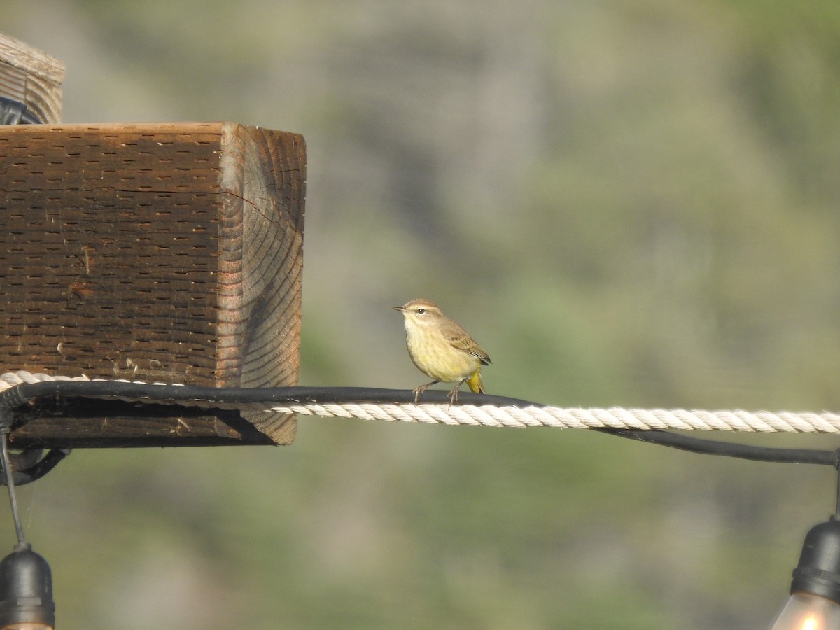Palm Warbler - ML646520835