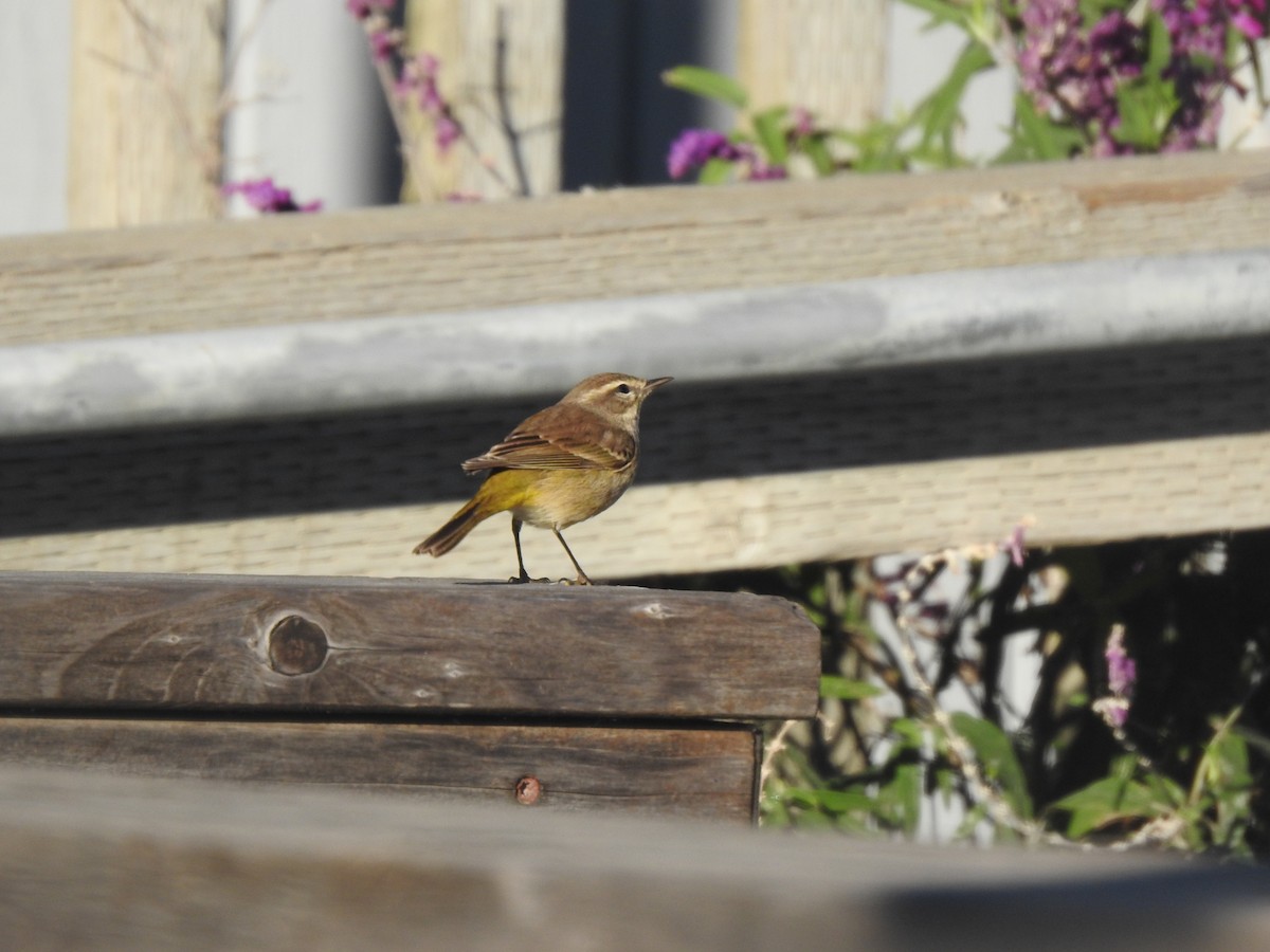 Palm Warbler - ML646520836