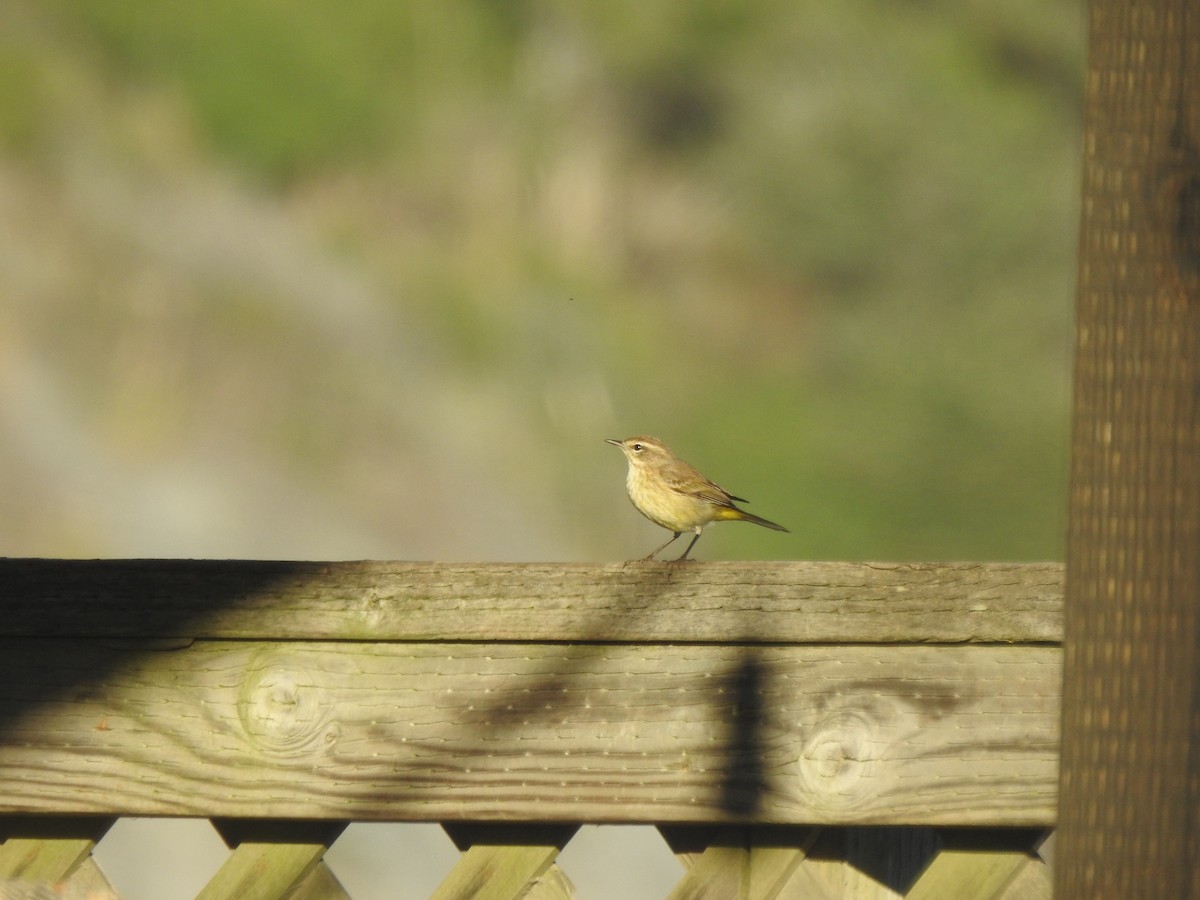 Palm Warbler - ML646520837