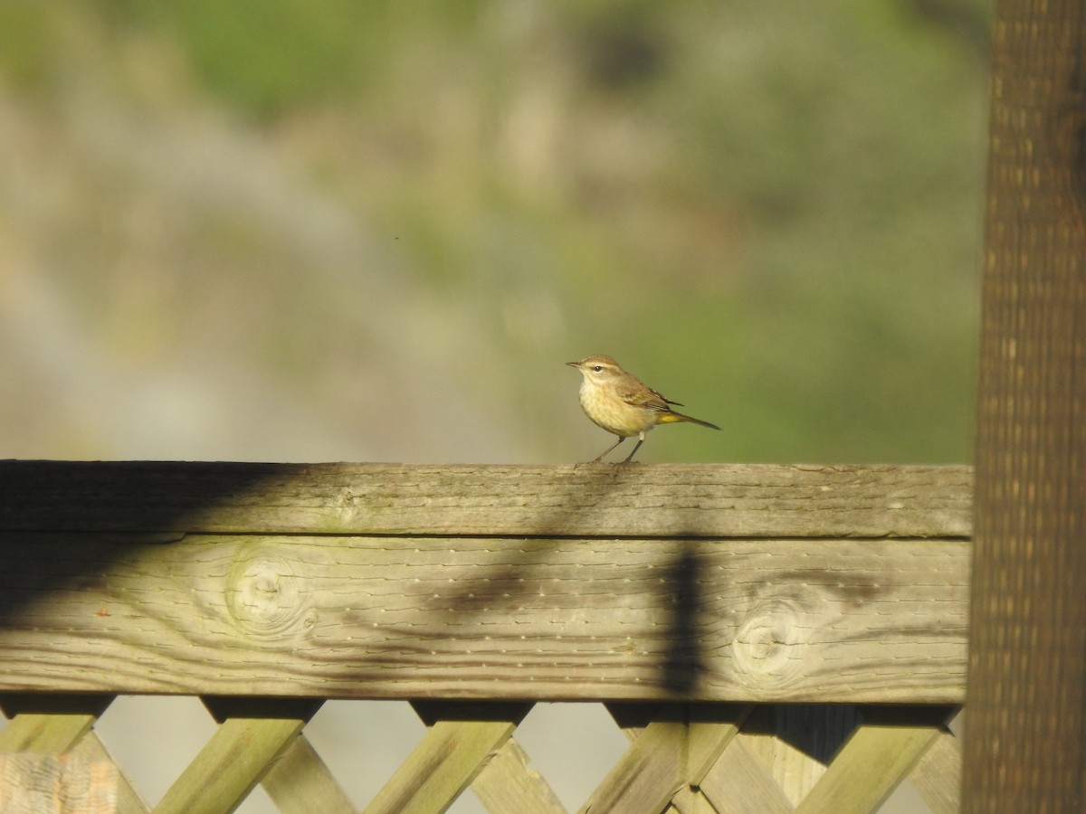 Palm Warbler - ML646520838