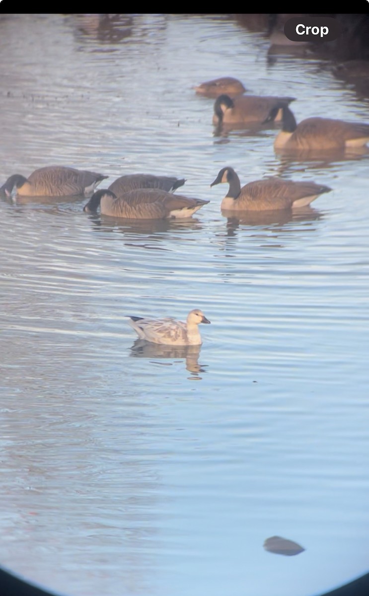 Snow Goose - ML646520841