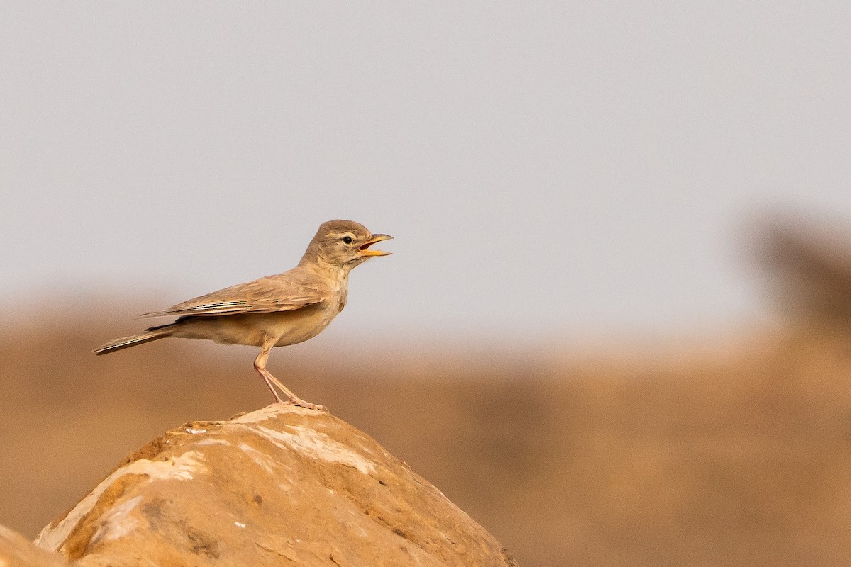 スナヒバリ - ML646520846